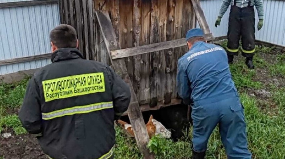В Башкирии пожарные вытащили корову, провалившуюся в глубокую яму