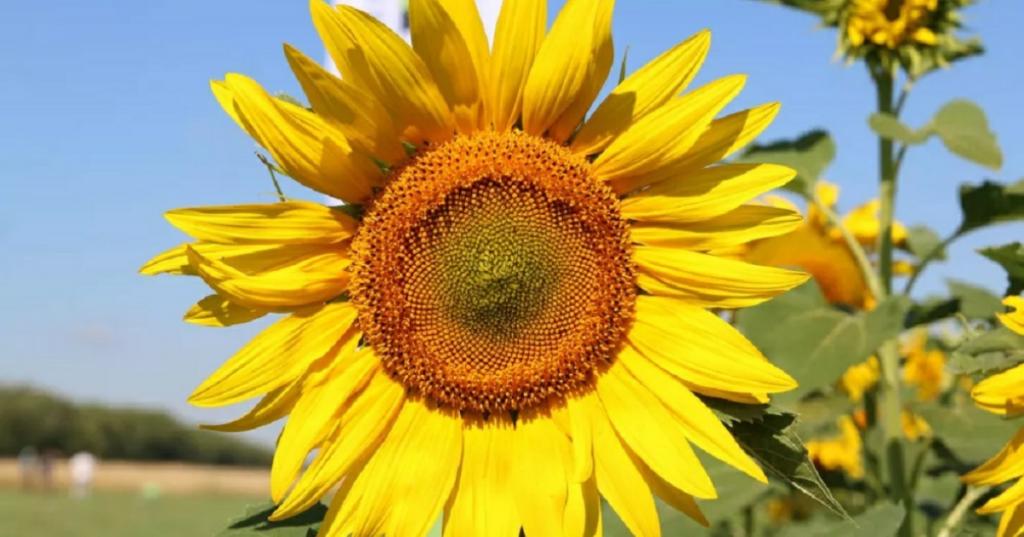 В Башкирии собрали рекордный урожай масличных культур