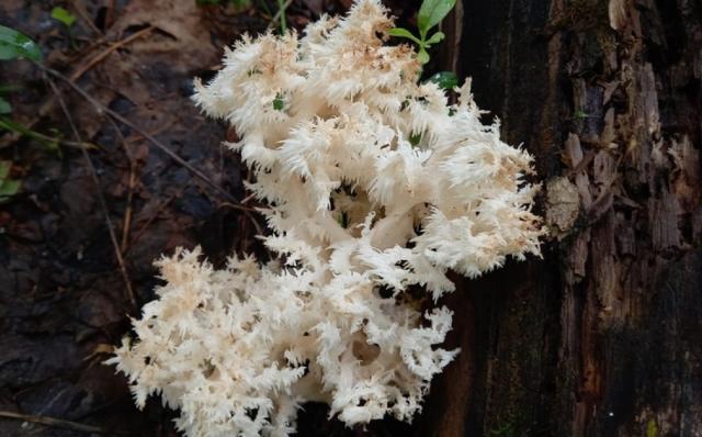 Редкий вид коралловидного гриба нашли в нацпарке «Башкирия»