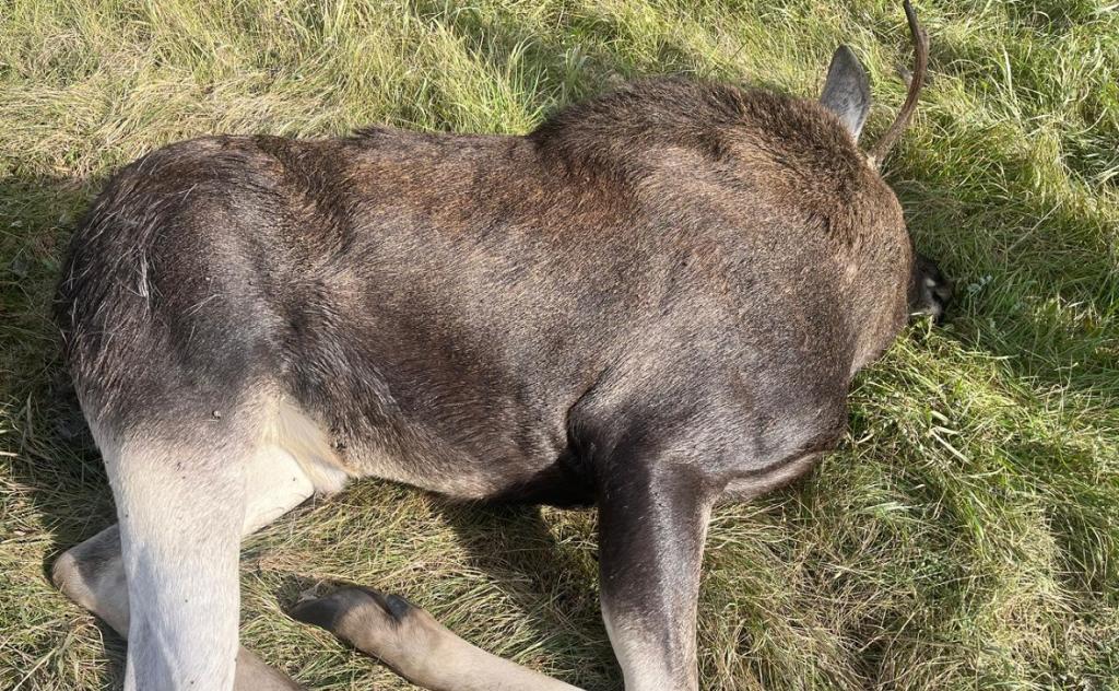 На трассе в Башкирии насмерть сбили лося