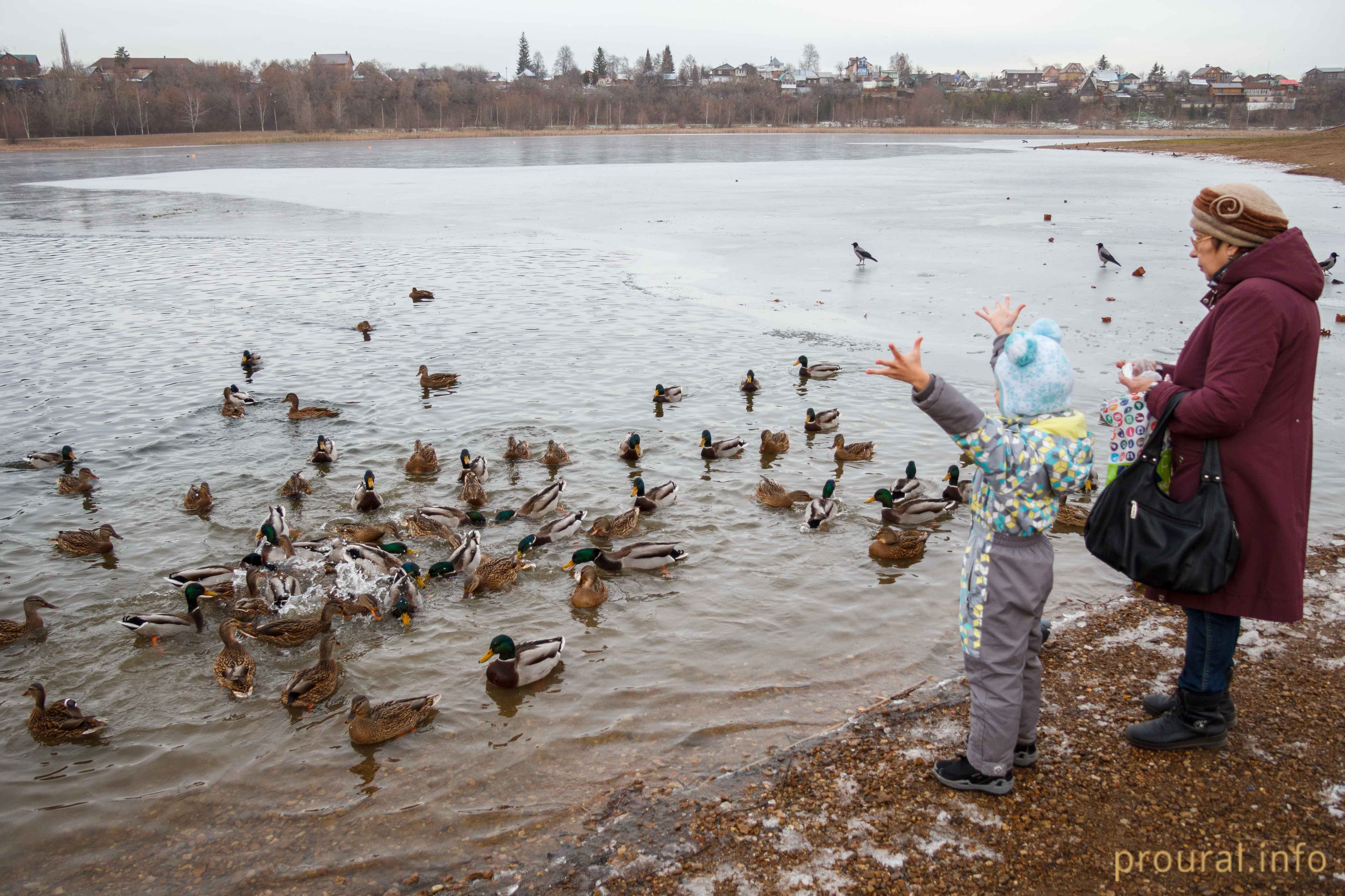 На озере в уфимском парке «Кашкадан» остались зимовать кряквы