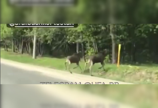 Видео: в Уфе заметили пару лосей
