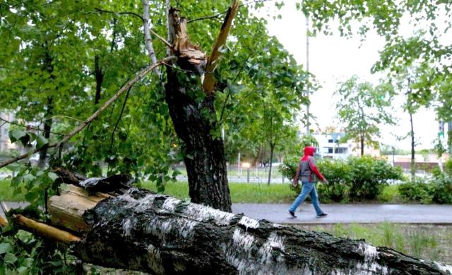 В Башкирии при падении деревьев за один день пострадали три человека