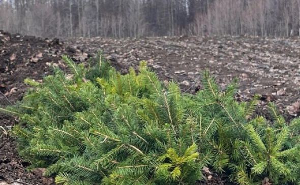 В Башкирии высадили леса на 13% больше, чем вырубили
