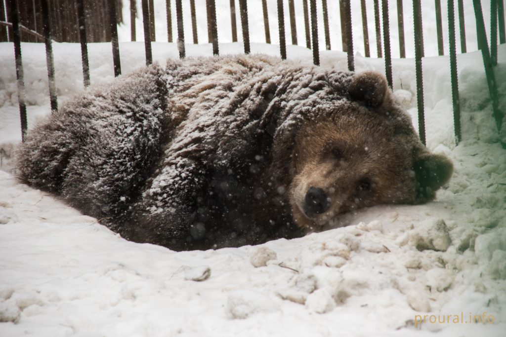 Спящий медведь в берлоге фото