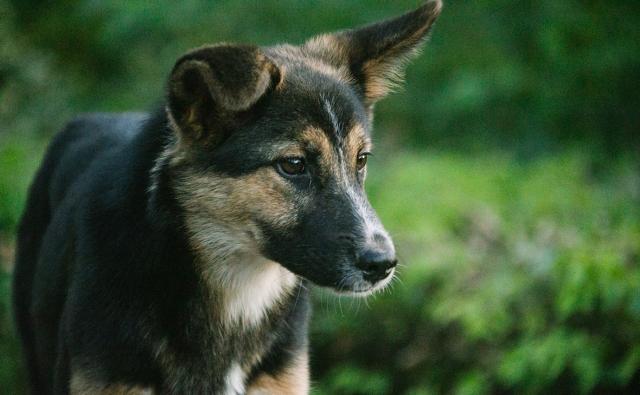 В Башкирии штрафы за выгул собак без поводка поднимут в четыре раза