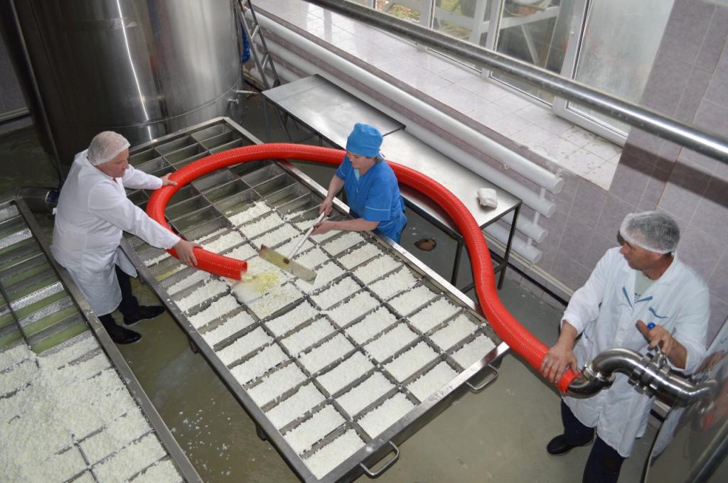 В России будут производить итальянские сыры из башкирского молока