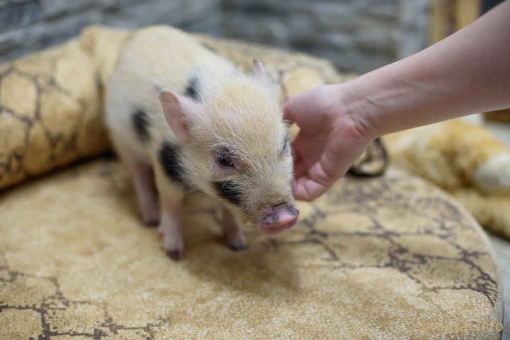 В Башкирии впервые обнаружили африканскую чуму свиней