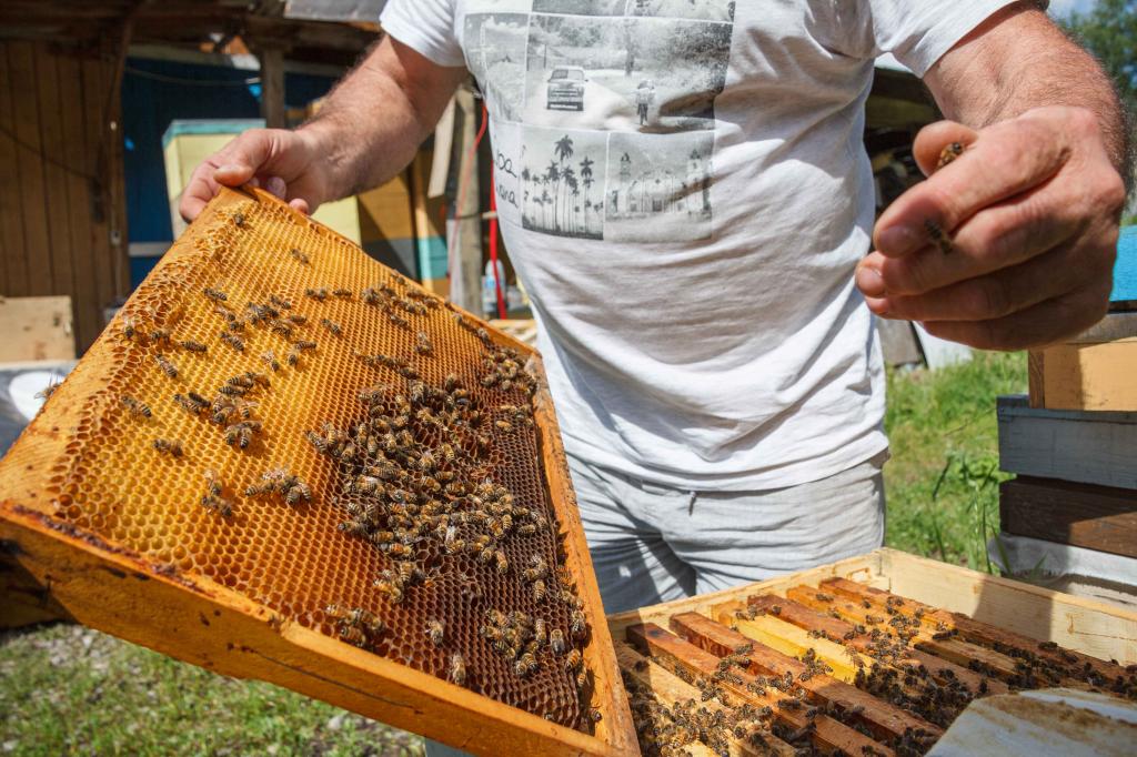 В Белебее прошел медовый фестиваль «Пчелотуй»