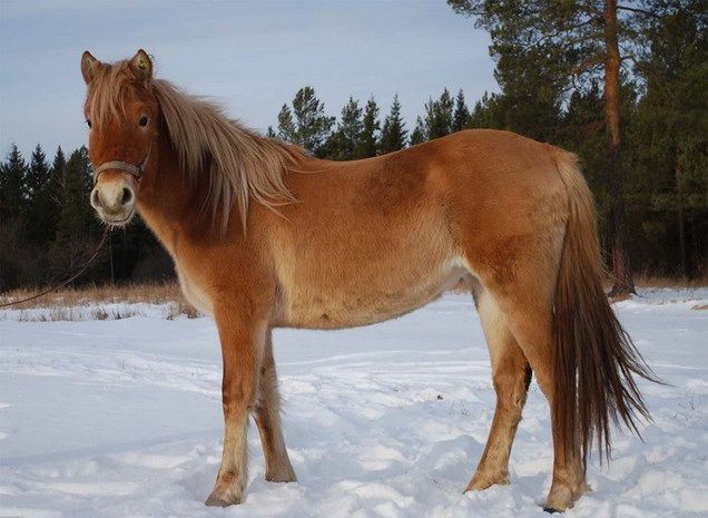 Фермер из Караидельского района приобрел на грант башкирских лошадей