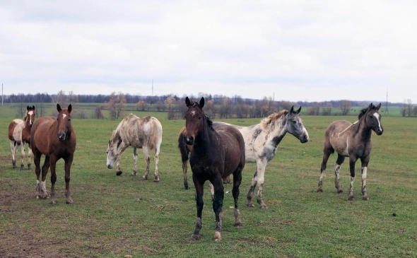 Башкирия втрое увеличила экспорт лошадей в Казахстан и Киргизию