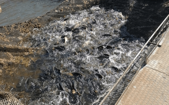 45 тыс. мальков выпустили в Кармановское водохранилище в Башкирии 45 тыс. мальков выпустили в Кармановское водохранилище в Башкирии