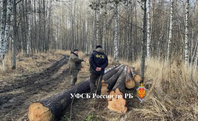 Жителя Башкирии задержали за нелегальную вырубку сосен с ущербом на 550 тыс. рублей 
