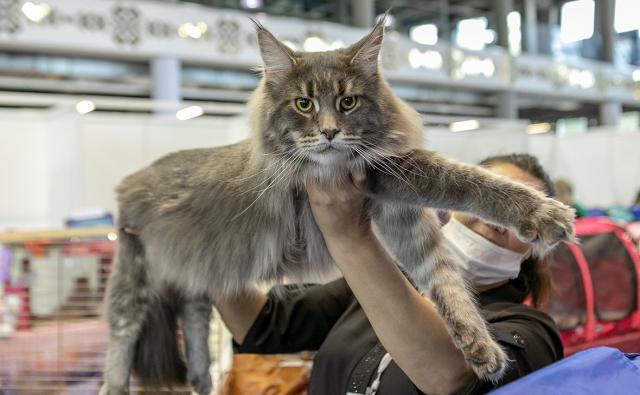 «Он умеет лапу подавать!»: в Уфе открылась первая после пандемии международная выставка кошек