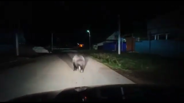Видео: в башкирском селе по улице гулял медведь