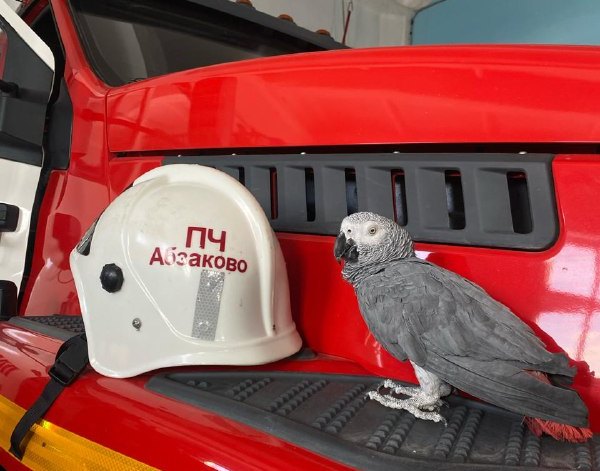 В пожарной части Башкирии поселился уникальный попугай
