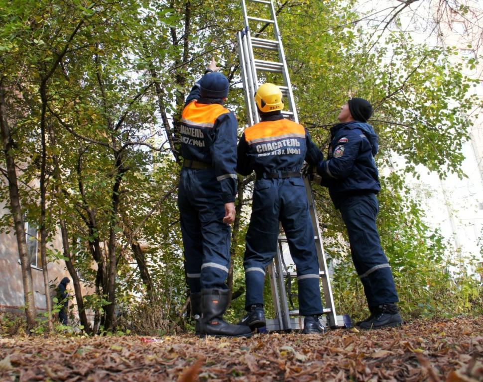 В Уфе спасатели сняли с дерева кота