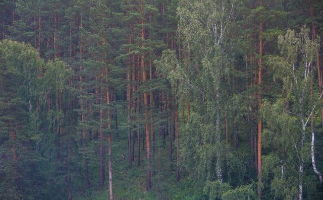 Четыре человека заблудились в лесах Башкирии за сутки