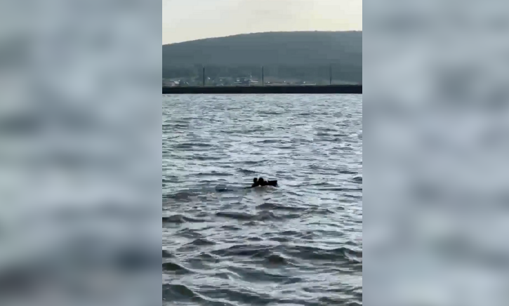 В Башкирии сняли на видео переплывающего водохранилище медведя