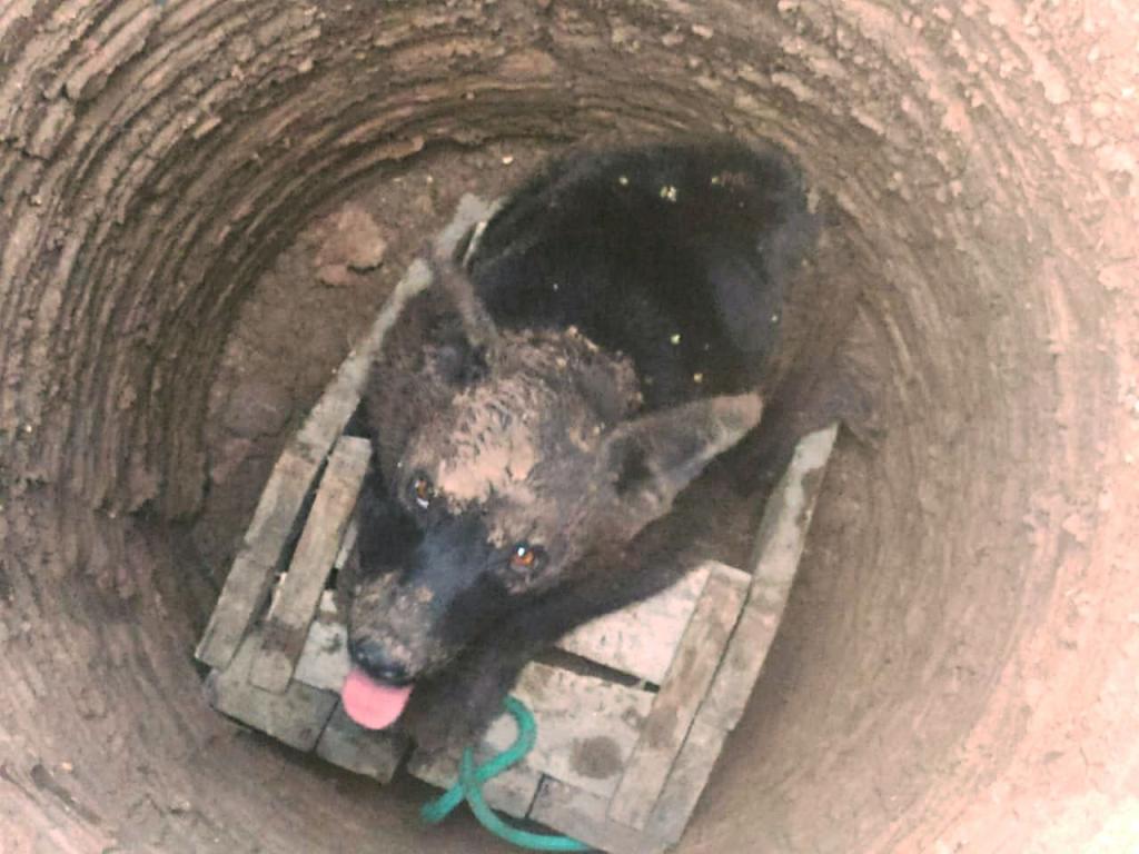 В Уфе спасатели вызволили собаку и попавшую под капот кошку | 18.08.2023 |  Новости Уфы - БезФормата