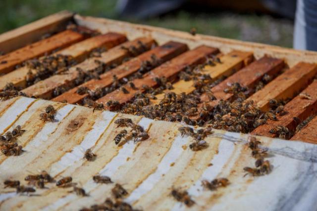В Уфе пройдет форум развития пчеловодства