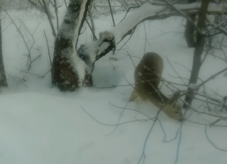 В Башкирии в фотоловушку попала милая голодная косуля