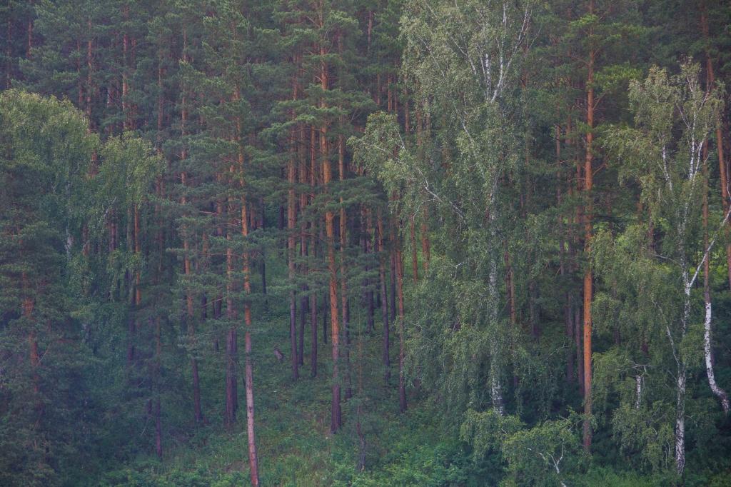 Житель Башкирии напилил деревья на 2,8 млн рублей