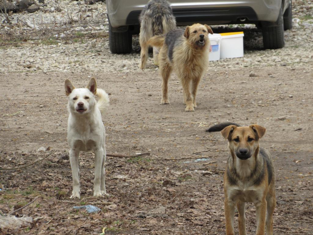 В Башкирии решили приравнять собак к диким животным и разрешить их отстрел