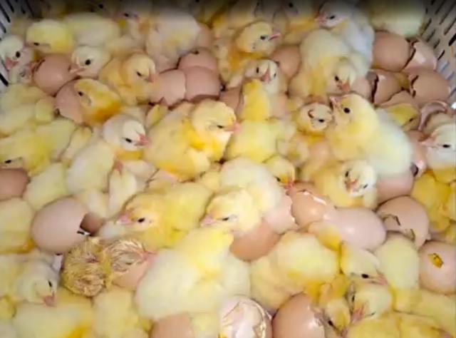 Жительница Башкирии разводит экзотических птиц благодаря социальному контракту