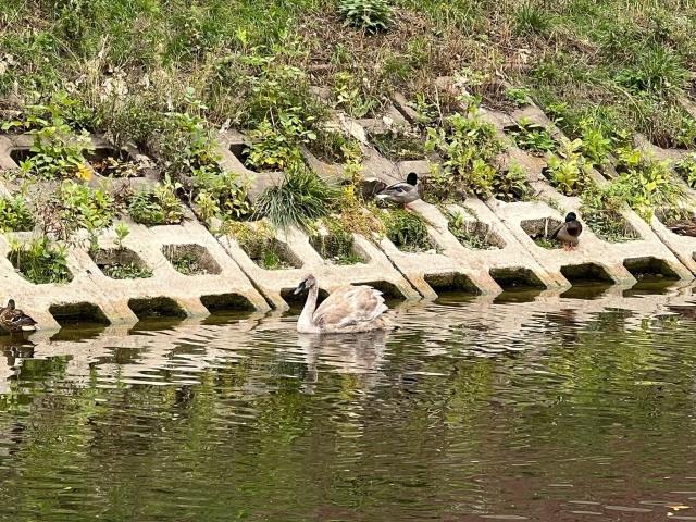 В уфимский парк прилетел дикий лебедь-шипун