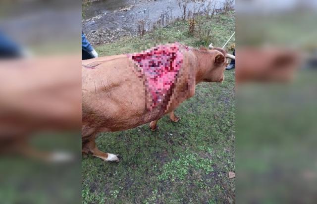 В Ишимбайском районе медведь напал на корову
