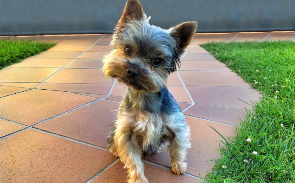 Йоркширский терьер из Эмиратов получил «российское гражданство» в Уфе