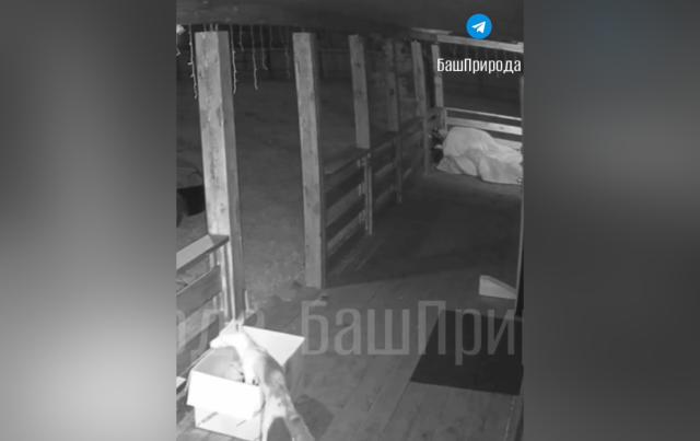 Видео: лиса забралась в дом уфимца и стащила банку сметаны