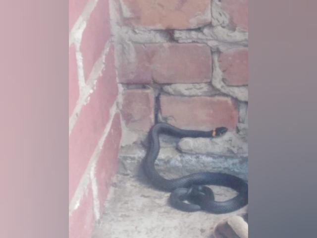 В городе Башкирии спасатели отловили большую змею