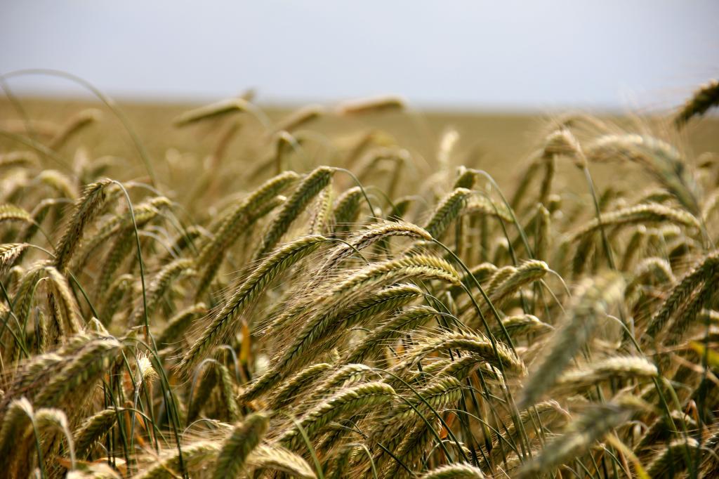 Аграрии Башкирии собрали более 1,2 млн тонн зерна