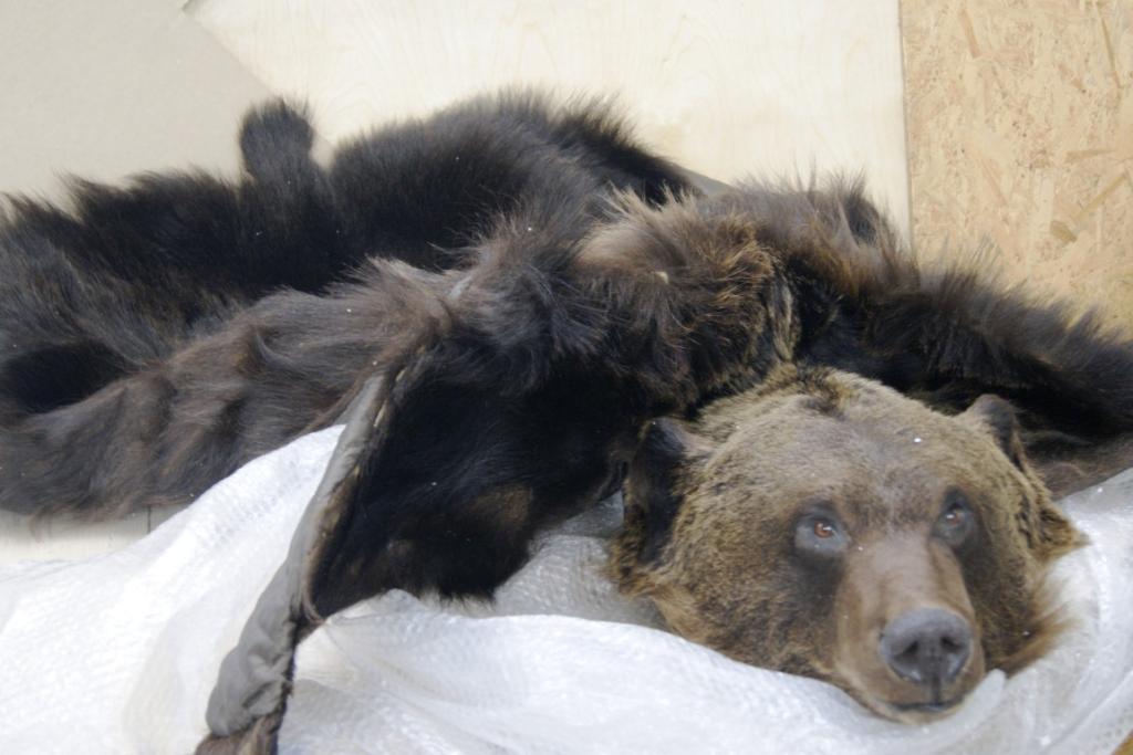 В Башкирии ОПГ организовала контрабанду шкур диких животных за рубеж