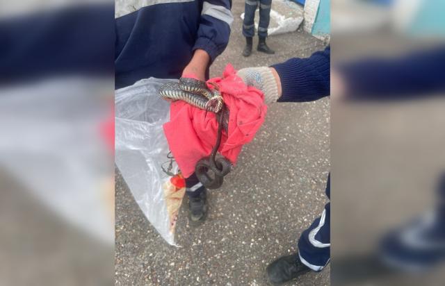 В Башкирии змея заползла в здание детского сада