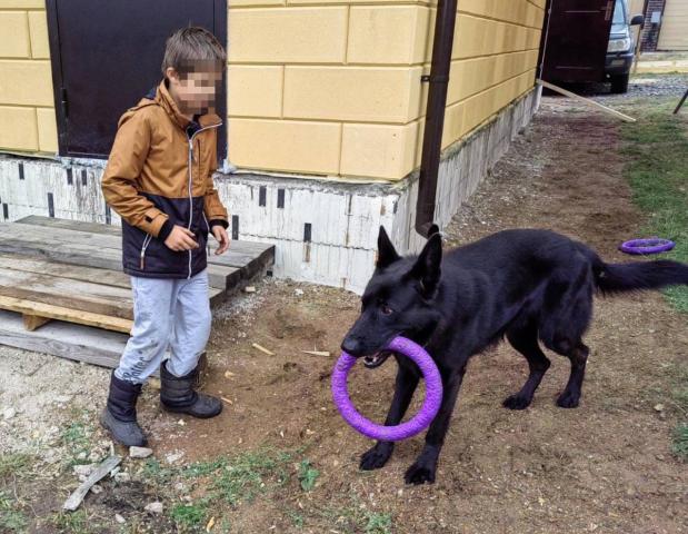 В Башкирии многодетная семья приютила собаку мобилизованного