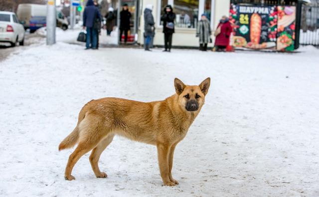 В Башкирии увеличат траты на бездомных животных