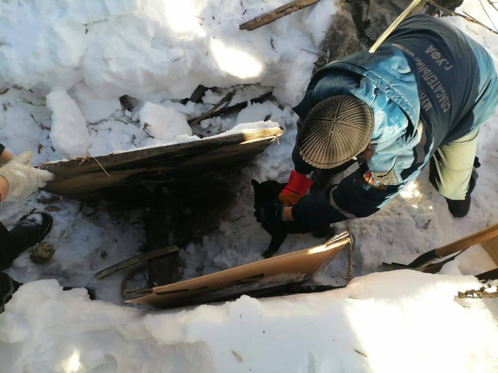 В Уфе спасли пятерых щенков из бесхозного вагончика