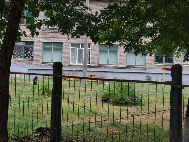 В Уфе стая бродячих собак поселилась прямо во дворе детского сада