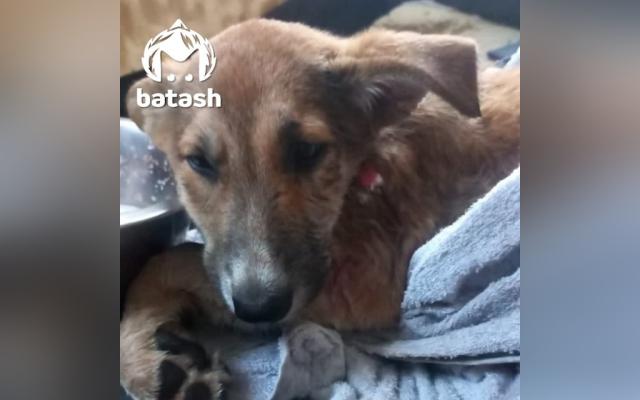 В Башкирии живодер расстрелял щенков на глазах у детей