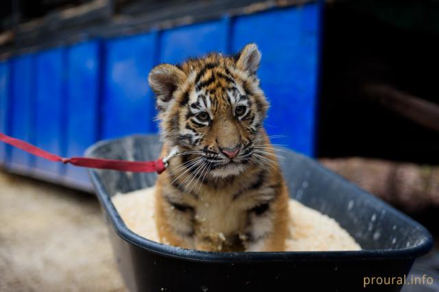 Ми-ми-ми фоторепортаж: в уфимском зоопарке родились тигрята