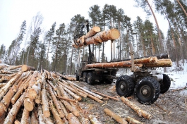 Житель Башкирии нарубил сосен на 80 тысяч рублей