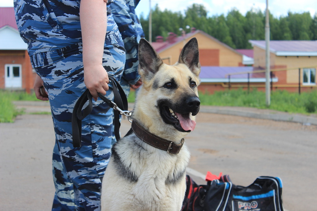 Четвероногие стражи порядка: в Башкирии прошли соревнования среди служебных собак 