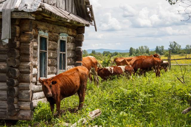 Уфимцы украли скот на 730 тысяч рублей из семи районов Башкирии