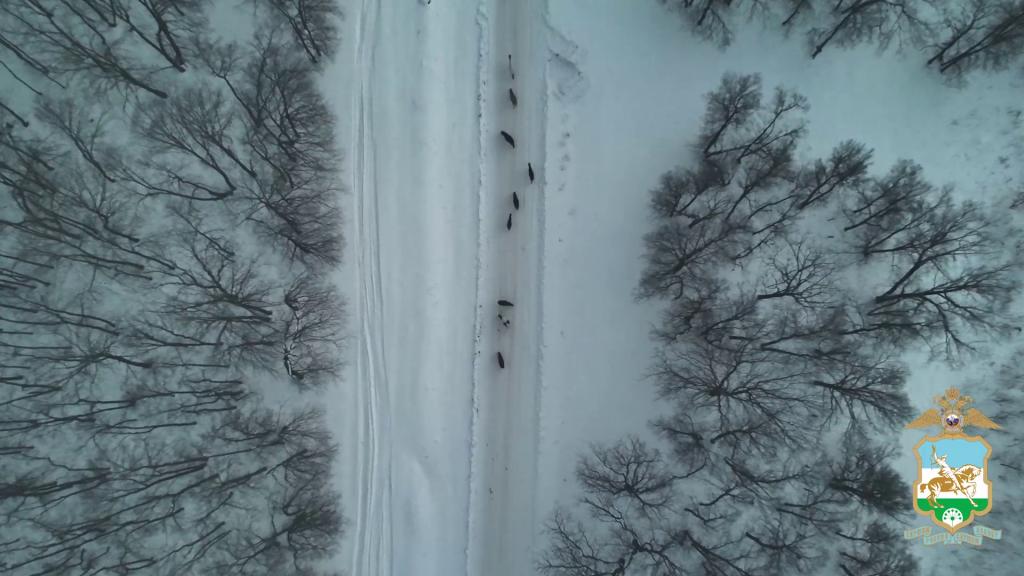 В Башкирия полиция с помощью дронов нашла пропавший табун лошадей