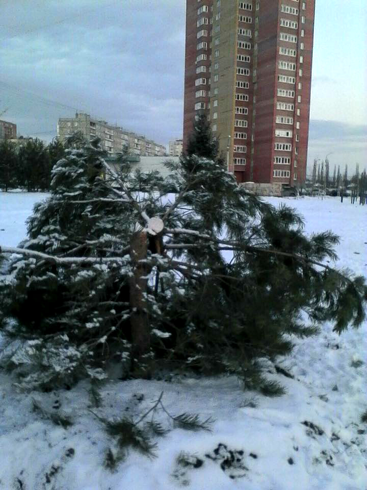 Жители Уфы не стесняясь пилят елки для Нового года прямо в городских парках