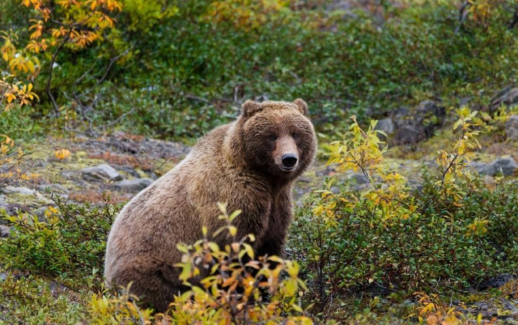В Башкирии охотникам заплатят до ₽50 тыс. за отстрел диких зверей