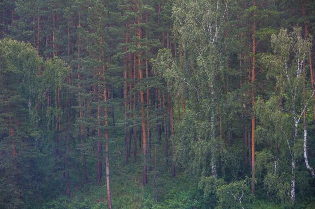В Башкирии черный лесоруб спилил деревья на 1,6 млн рублей
